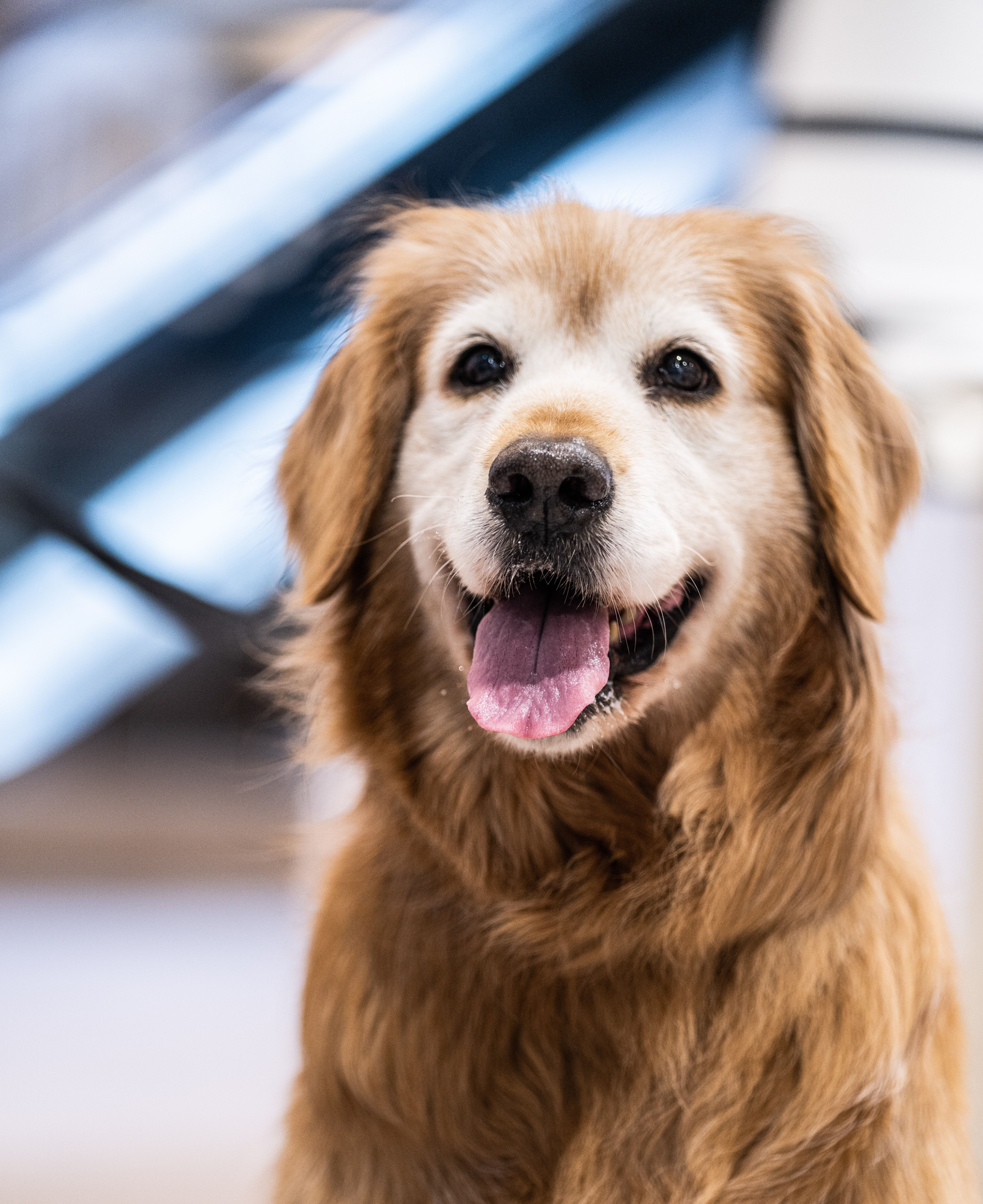 Golden retriever smiling with tongue out