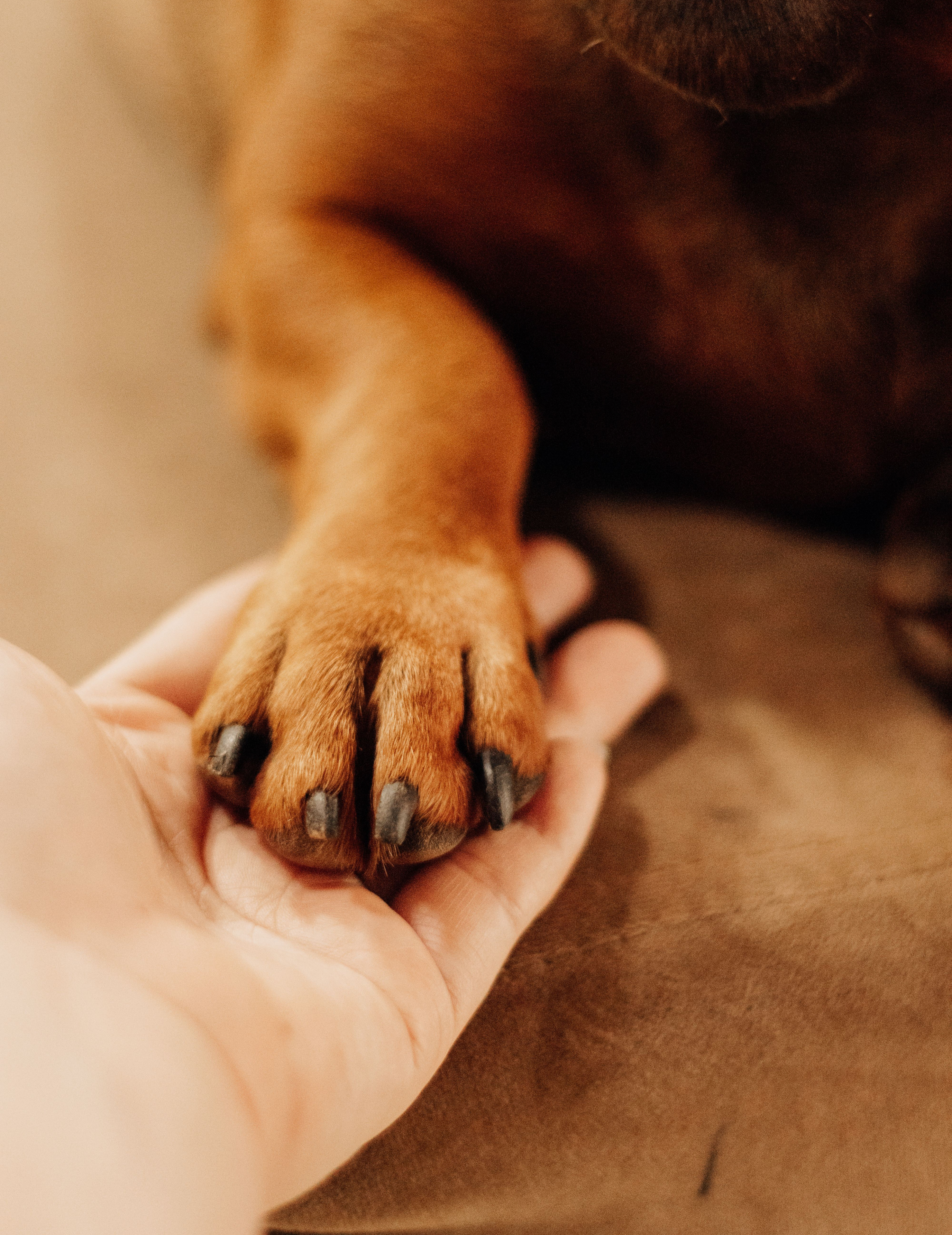 Dog Paw